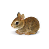 Cottontail Rabbit Nestling